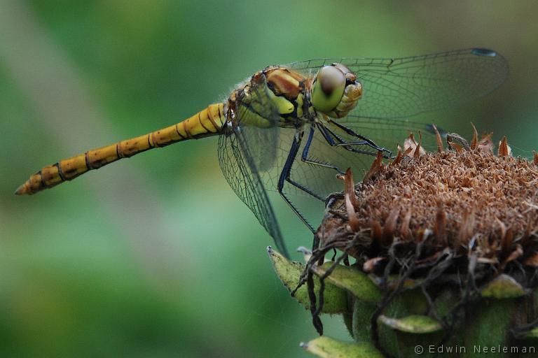 ENE-20070813-0007.jpg - [nl] Gewone oeverlibel ( Orthetrum cancellatum [en] Black-tailed Skimmer ( Orthetrum cancellatum 